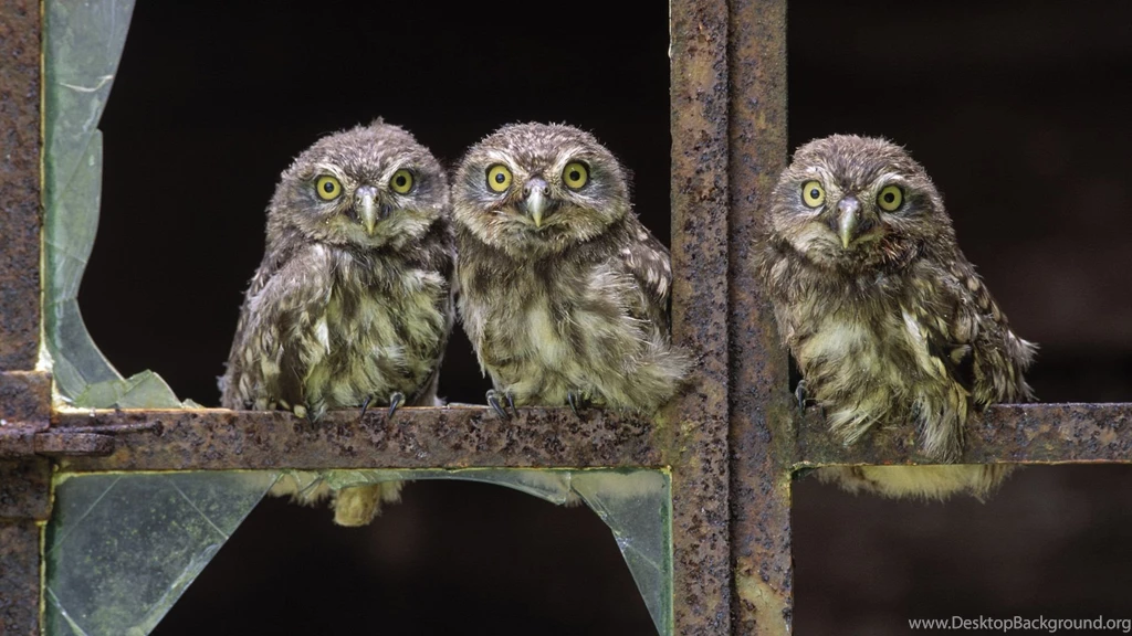Wallpapers – Das Owl