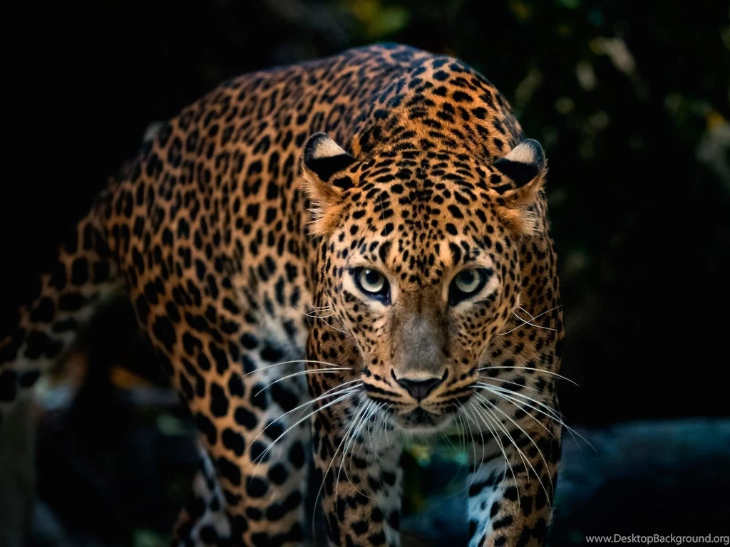 Best Leopard Wallpapers STAY006