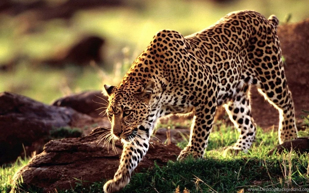 Leopard Wallpapers STAY003