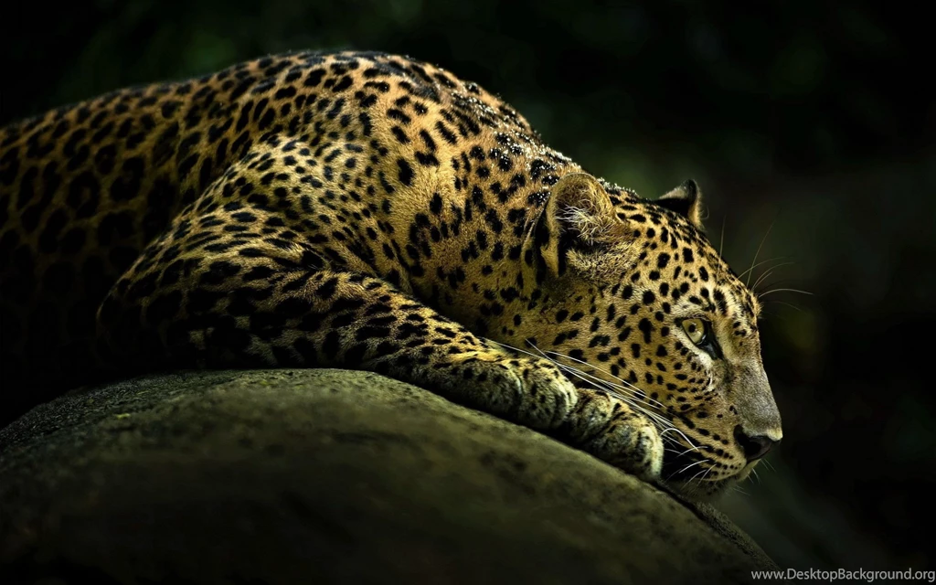 Leopard Wallpapers High Definition