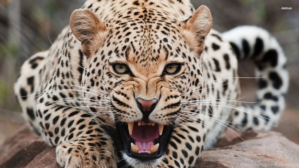 Leopard Wallpaper_hd Wallpaper_download Free Wallpapers