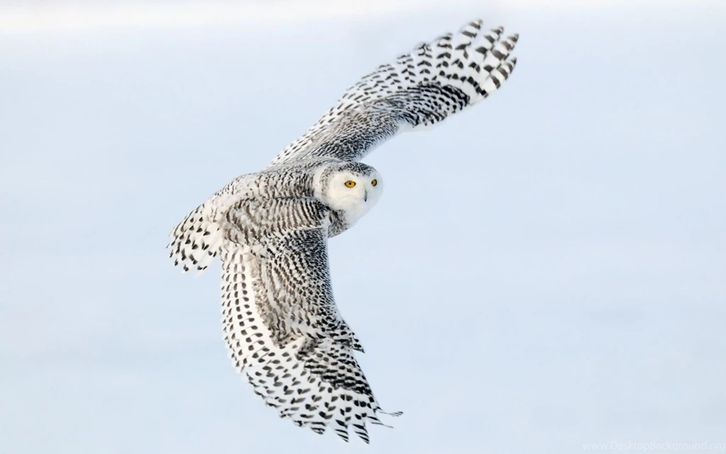 Owl Owls Wallpapers (31450196) Fanpop