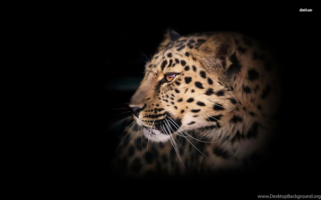 Leopard Wallpapers Animal Wallpapers