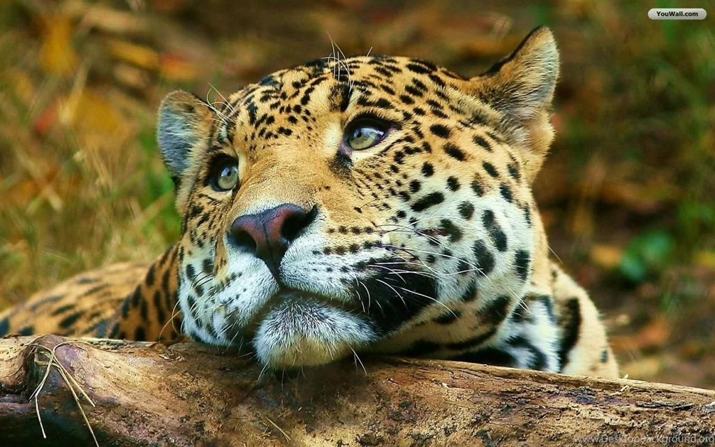 Leopard Wallpaper_hd Wallpaper_download Free Wallpapers