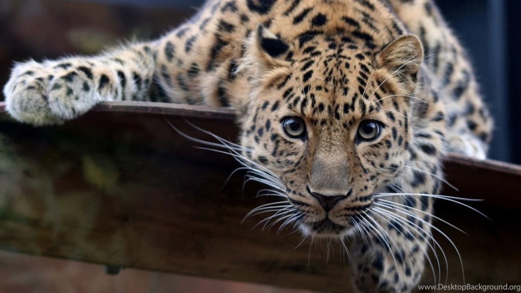 Best Hunter Leopards HD Wallpapers – Simply High Definition Wallpapers