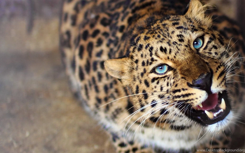 Leopard Wallpapers High Definition STAY016