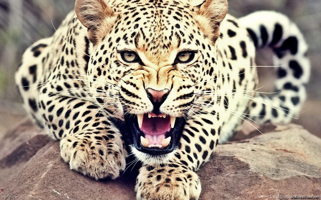 Cat Wallpapers