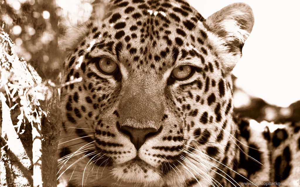 Leopard Wallpaper Backgrounds