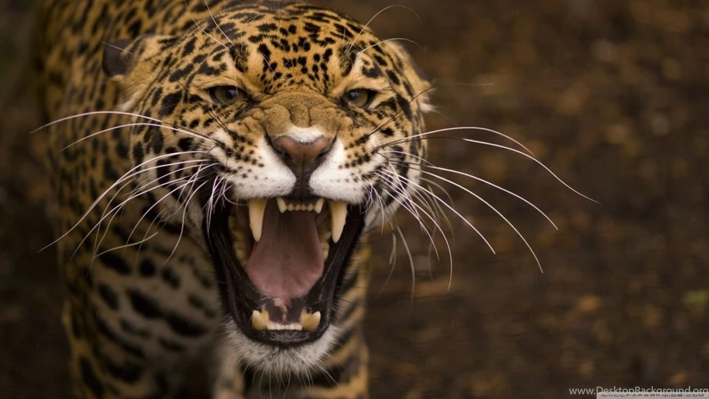 Leopard Roar HD Desktop Wallpapers : Widescreen : High Definition ...