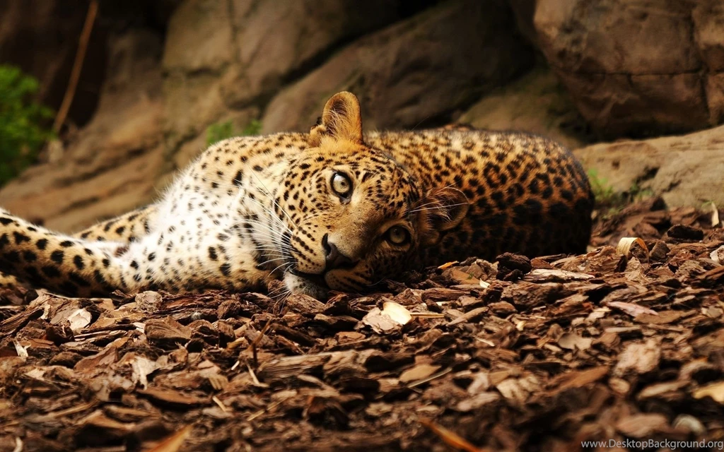 Leopard Computer Wallpapers, Desktop Backgrounds
