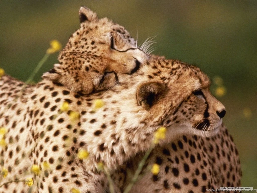 Free Wallpapers Free Animal Wallpapers Leopard Wallpapers ...
