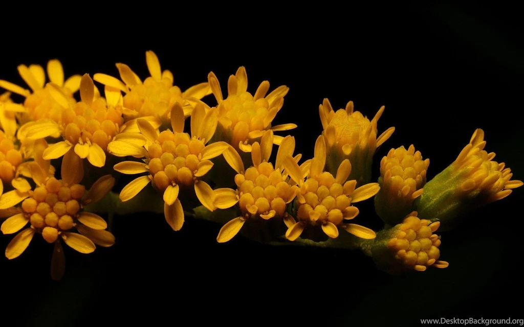 Black And Yellow Flower Wallpapers