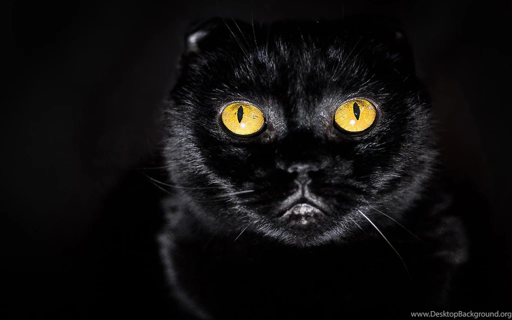 CafeChoo   Image   Black And Yellow Cat