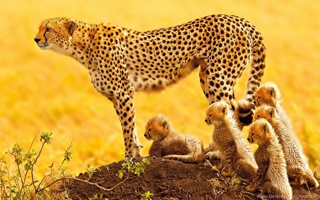232 Cheetah HD Wallpapers