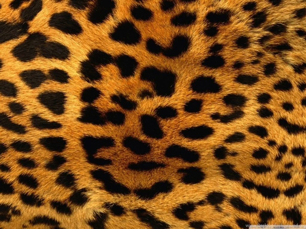 Cheetah Wallpapers