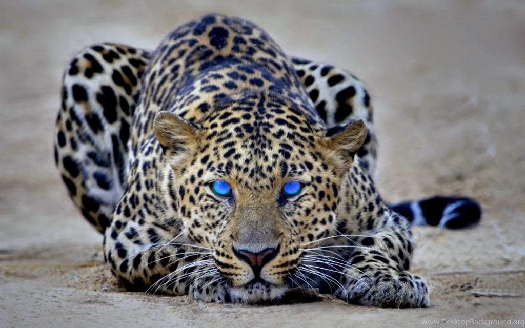 Cheetah Backgrounds