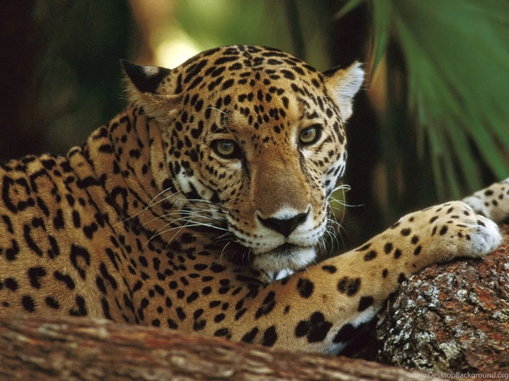 Cheetah Wallpapers