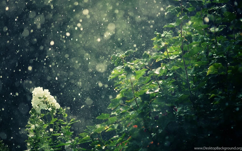 30 Rain Forest Wallpapers Pictures