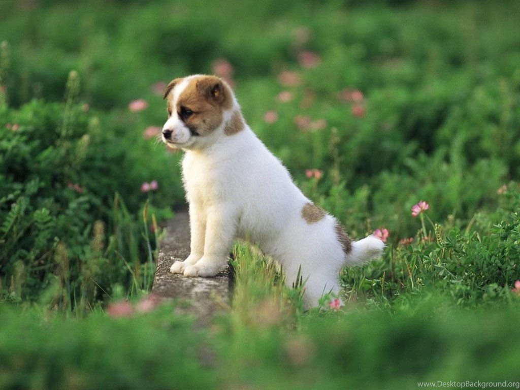 Wallpapers For Gt Of Cute Puppies In Hd 1600x900PX Cute Puppy ...