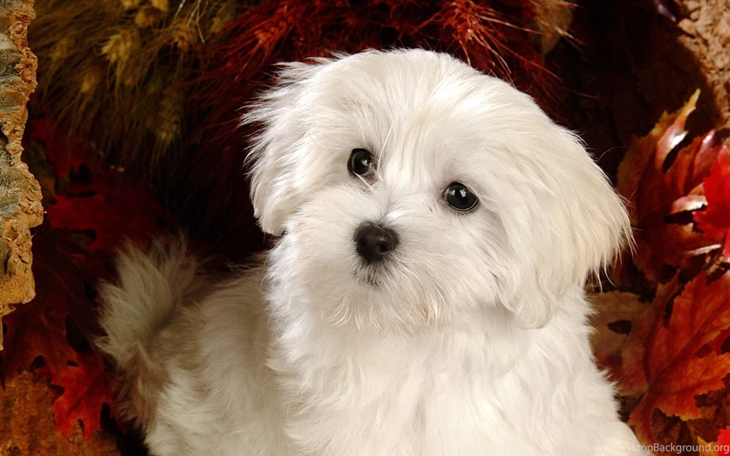 Fluffy Maltese Puppy Dogs White Maltese Puppies Wallpapers ...