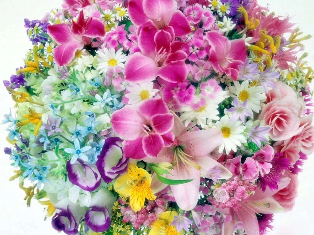 Exotic Colorful Flowers Desktop Backgrounds Flowers Computer ...