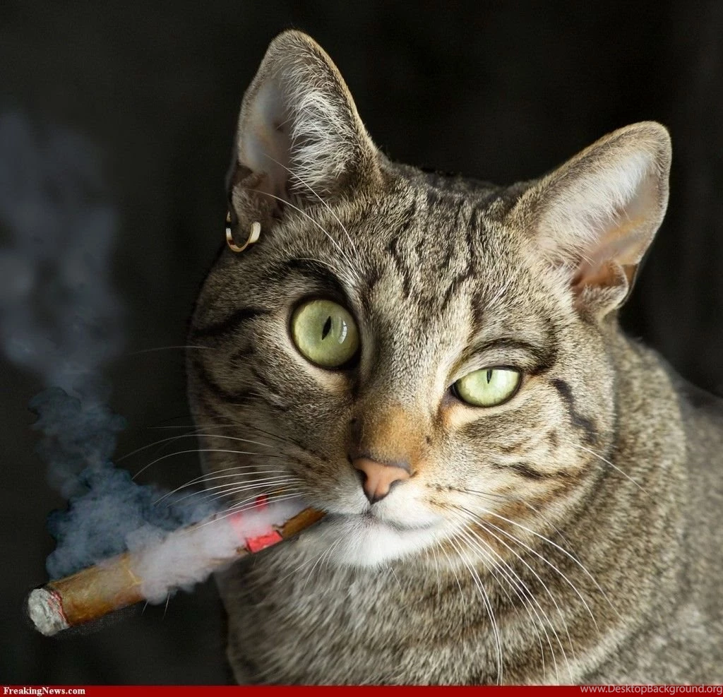 Crazy Cat Images   Widescreen HD Wallpapers