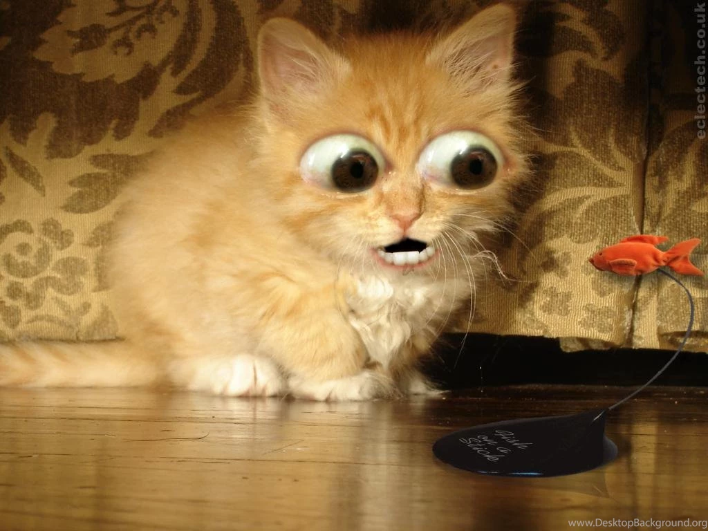 Download Cats Cat Wallpapers