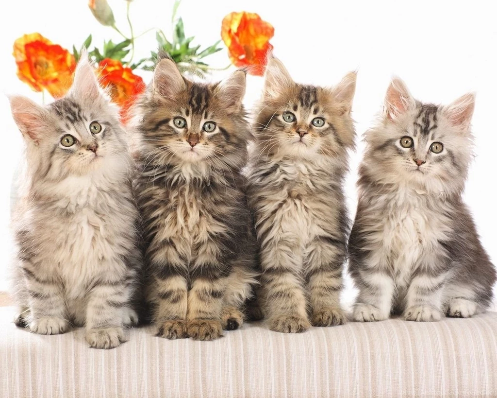Cat Cute Baby Desktop Wallpapers Download Cat Cute Baby Wallpapers ...