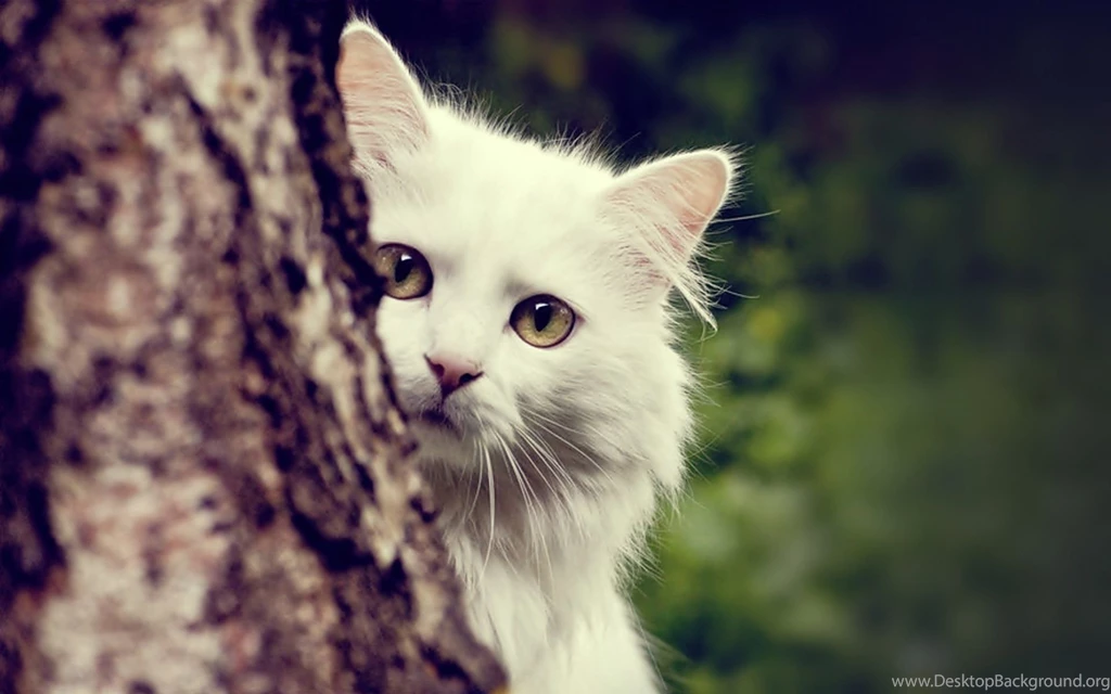 White Cat behind The Tree HD Wallpapers.jpg