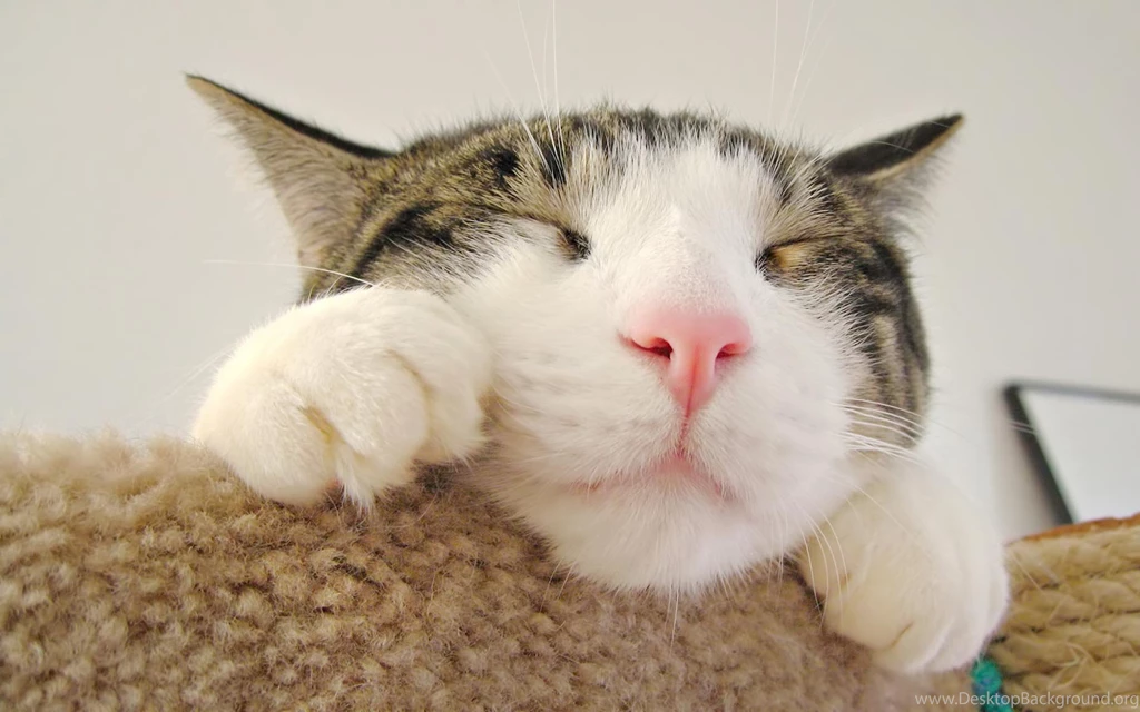 Desktop Wallpapers Gallery Animals Cute Little Face Cat ...