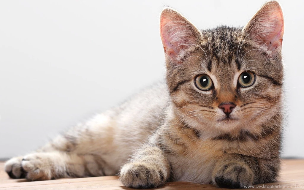 Cute Cat Wallpapers High Definition