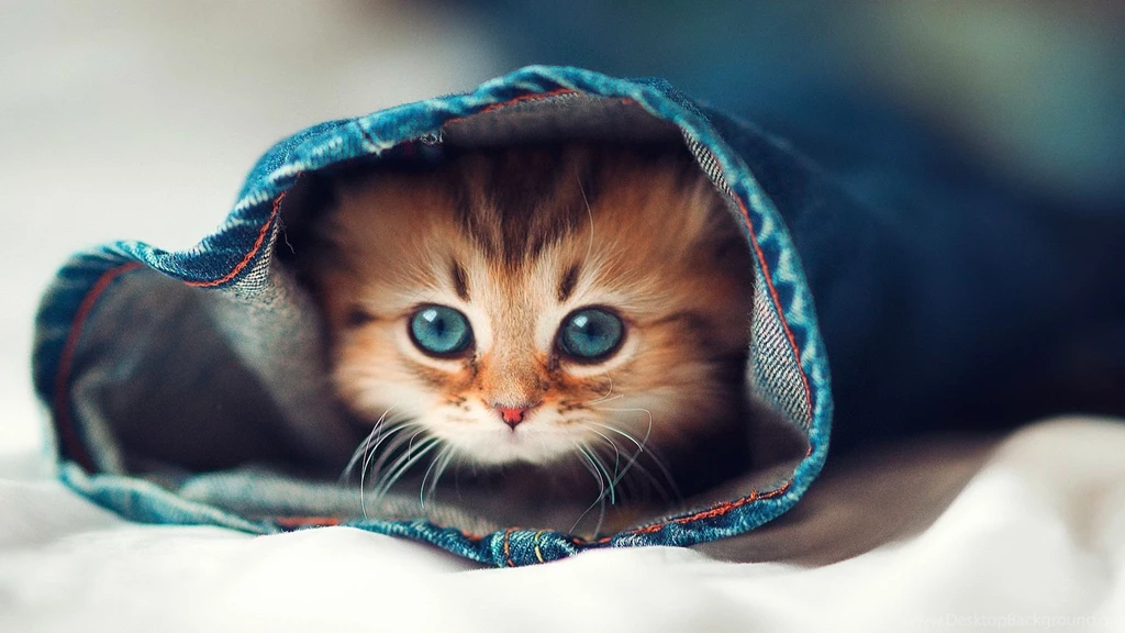 Cute Cat HD Desktop Backgrounds PowerballForLife