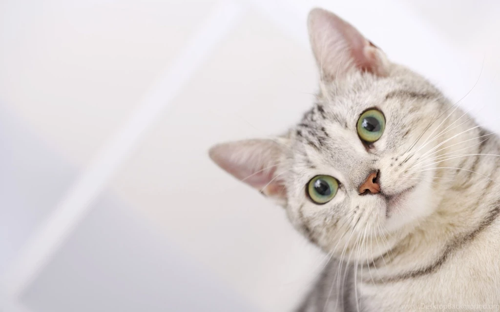 Cat pictures free wallpaper.jpg