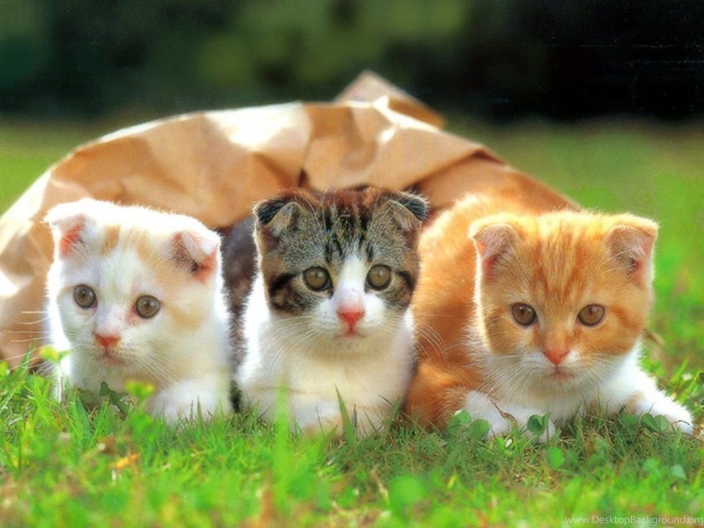 Cat Wallpapers Hd Desktop Backgrounds Cat Wallpapers Hd Cool ...