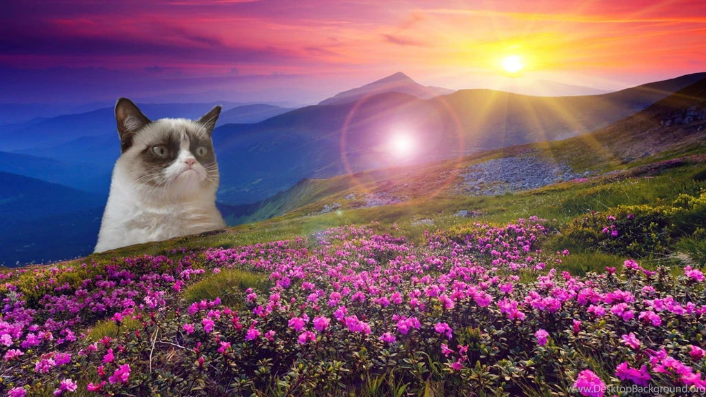 Grumpy Cat Free Wallpapers, Grumpy Cat Photos, New Wallpapers