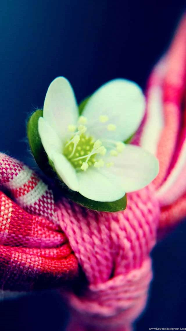 Cool & Creative iPhone 5 Wallpaper Backgrounds