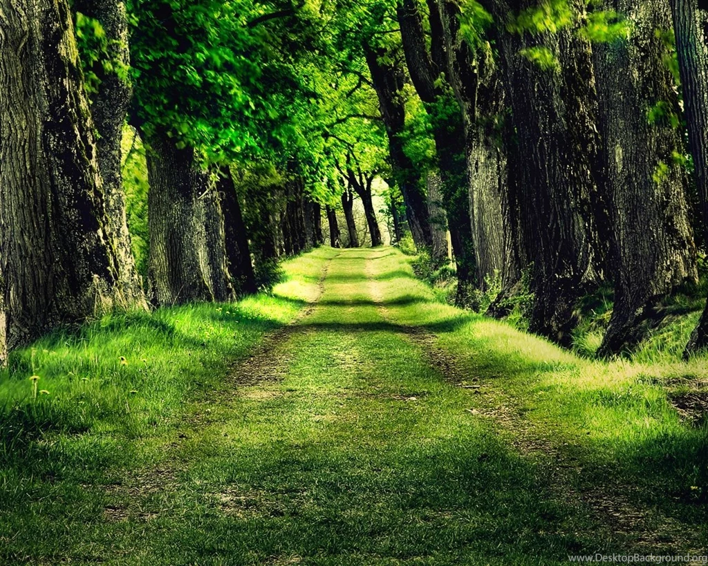 Forest Park Trees Grass Photo Wallpapers