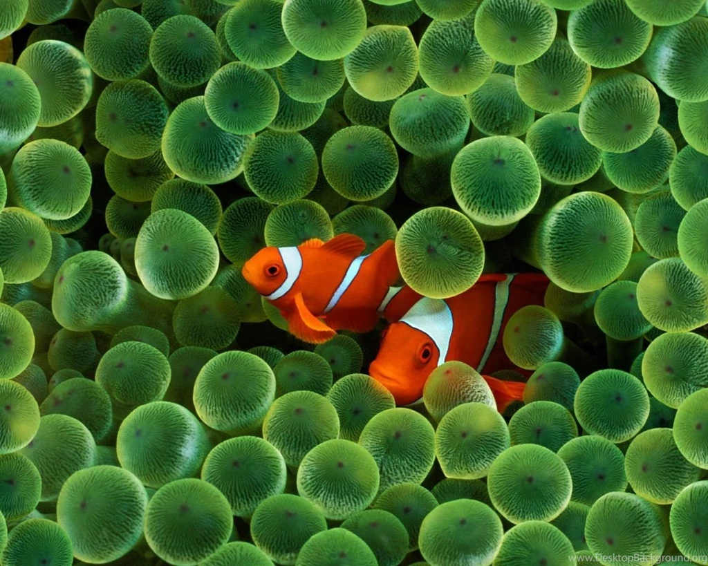 1280x1024 Clown Fish Desktop PC And Mac Wallpapers