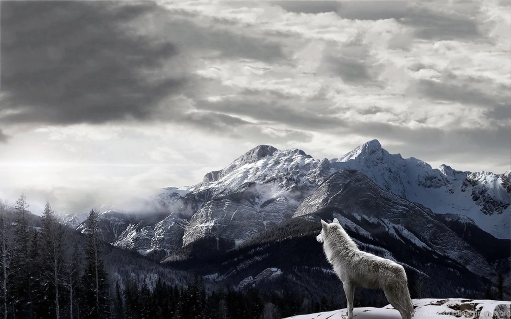 Wolf Desktop Backgrounds Pictures