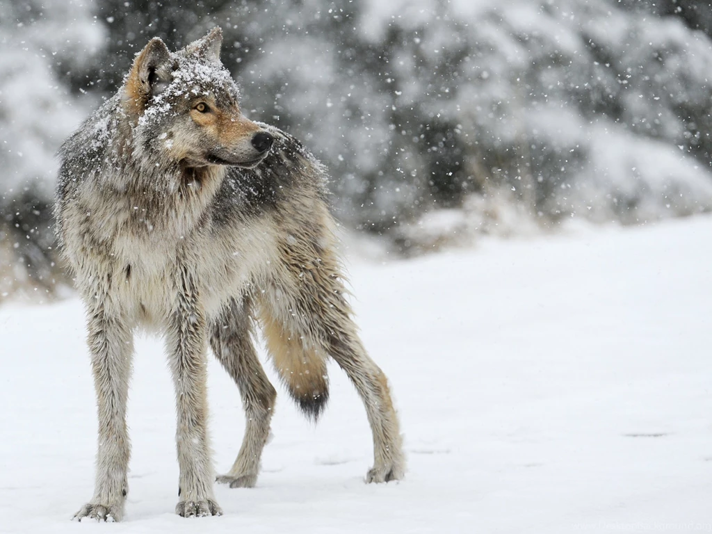 Dogs Wolf Wolves Predator Carnivore Winter Snow Hd Backgrounds ...