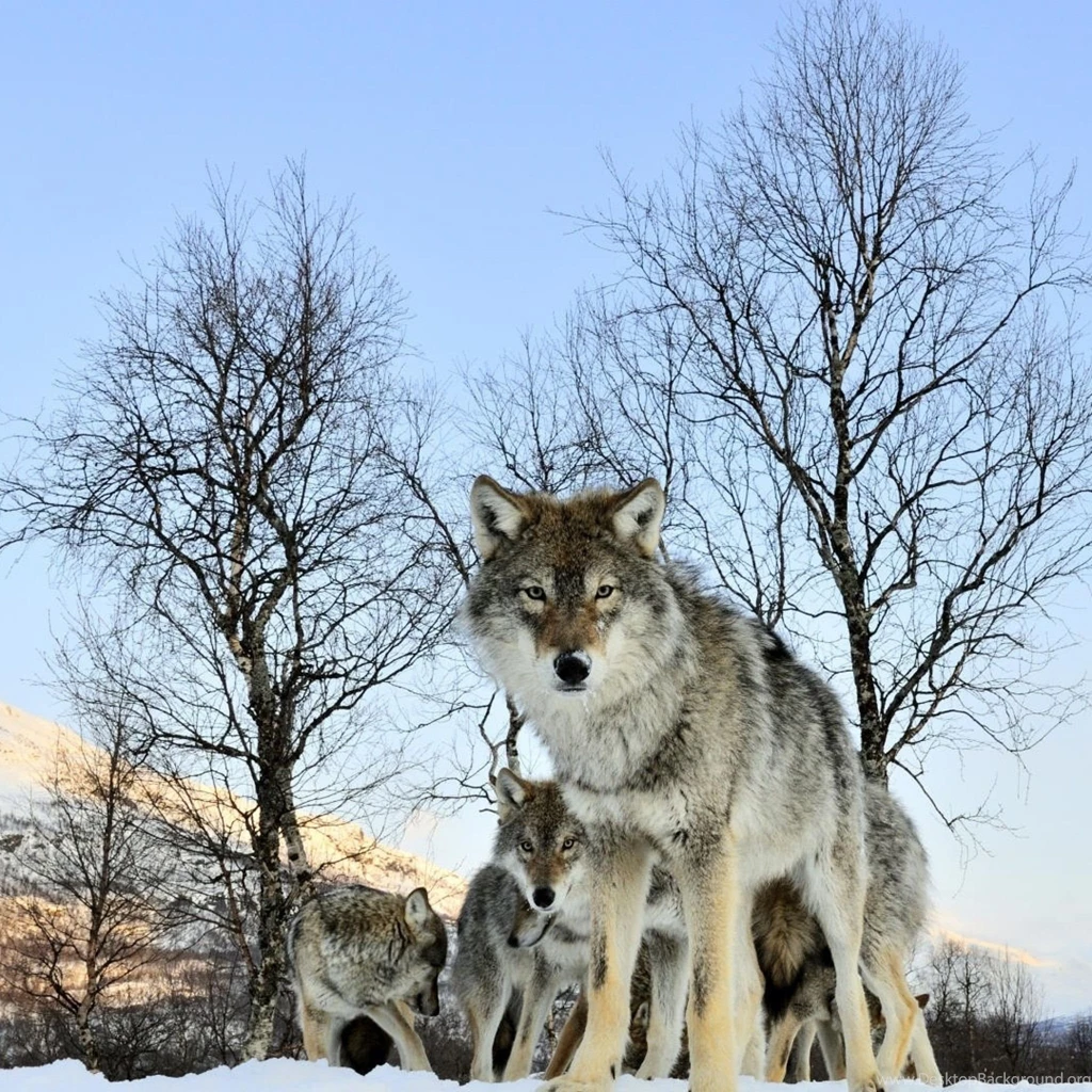 Download Wallpapers 2048x2048 Pack Of Wolves, Winter Morning, Wolf ...