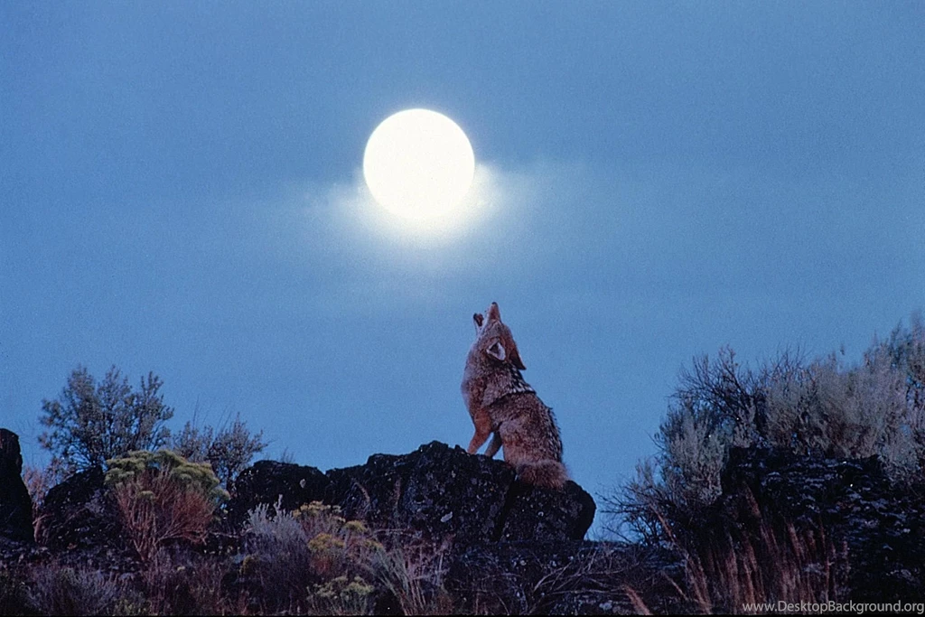 Other: Wolf Wolves Animals Free Desktop Backgrounds For HD 16:9 ...