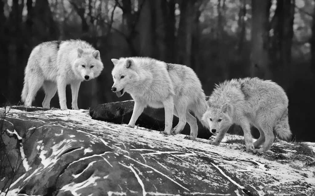 Wolves Black And White Wallpapers