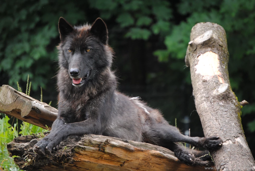 Other: Black Wolf Art White Wisdom Timber Howling Saying ...