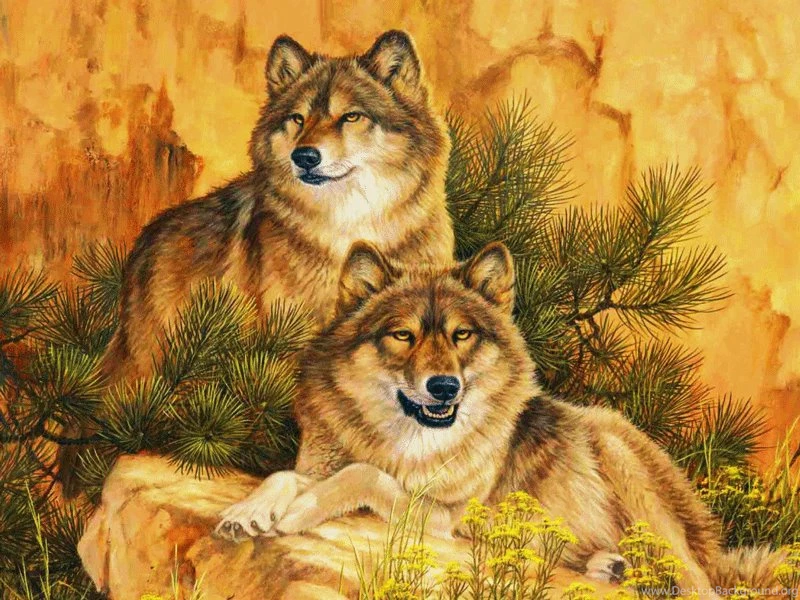 Grey Wolves Wallpapers In 800x600 Resolution