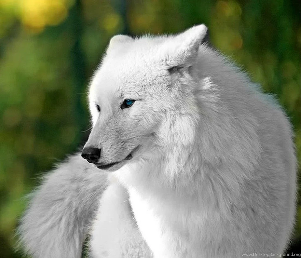 Other Beautiful White Wolf Animals Nature Wolves 718 616 Wallpapers ...