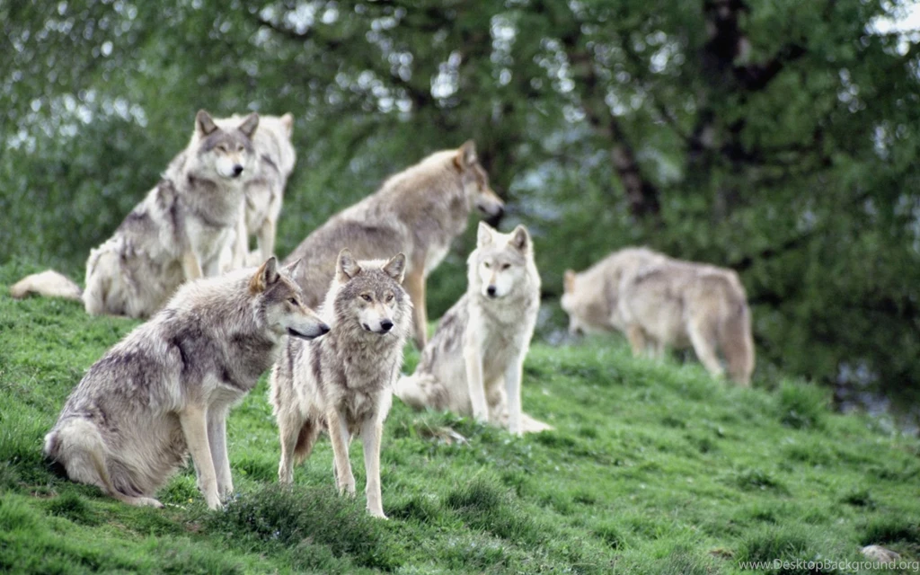 Dauntless Wolves Desktop Backgrounds HD 2560x1600