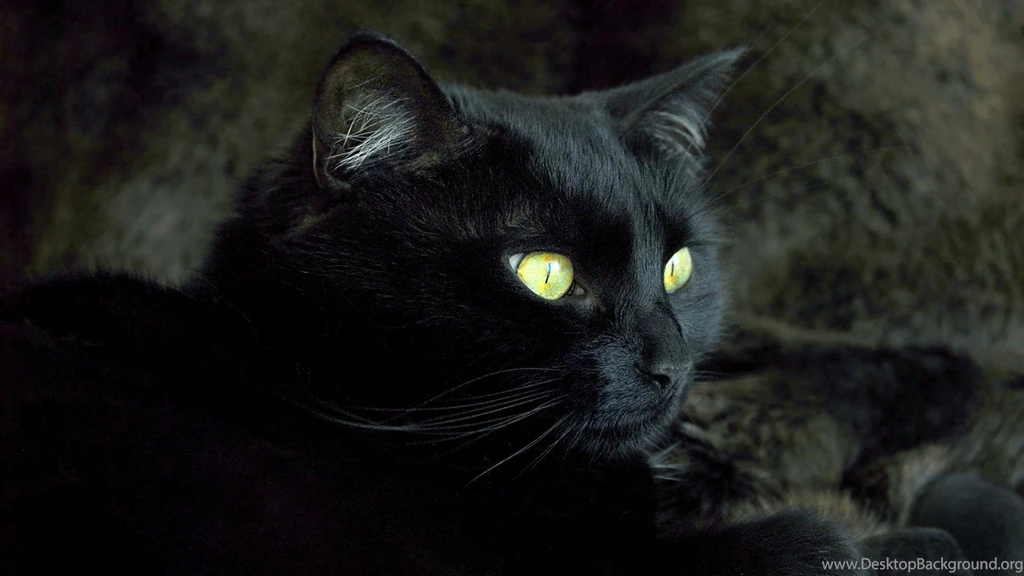 Black Cat And Gold Cat Eye Wallpapers Backgroun