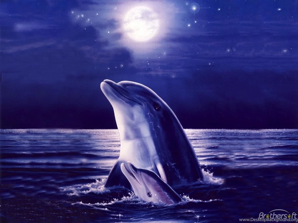 Free Dolphin For Desktop Wallpapers