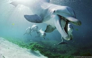 My Backgrounds Blog: Dolphin Backgrounds